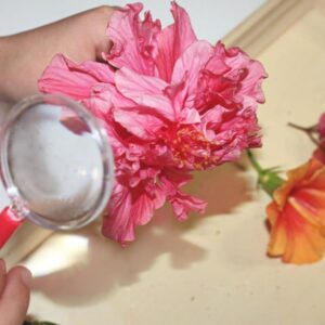 Child looking at pink flower with magnifying glass
