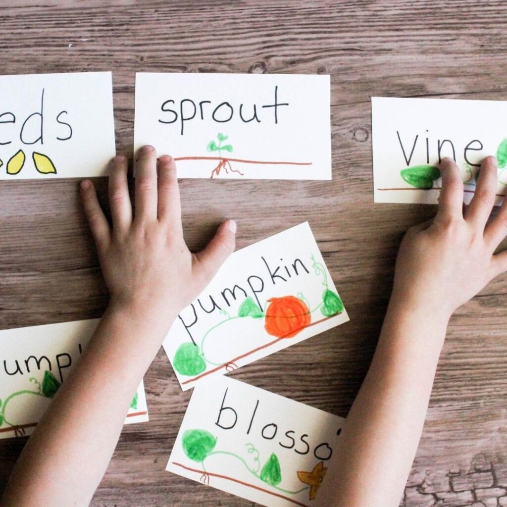 pumpkin life cycle words on flash cards preschool literacy activity