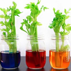 Celery stalks in jars of colored water spring project for preschoolers.